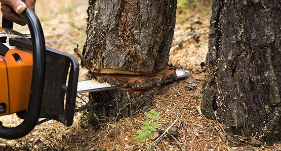 Elagage abattage d'arbres à Aurillac