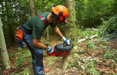 Elagueur grimpeur à Aurillac