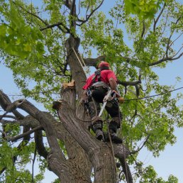 Elagueur grimpeur à Aurillac