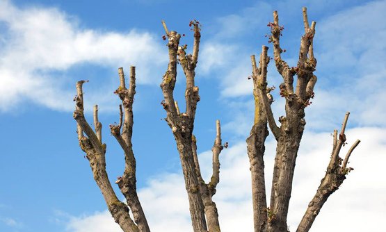Elagage abattage d'arbres à Aurillac